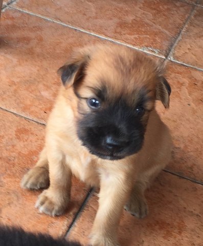 Curious Girl - Mixed Breed Dog