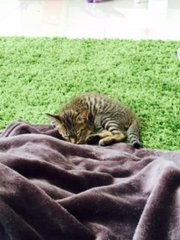 Gari - Bengal Cat