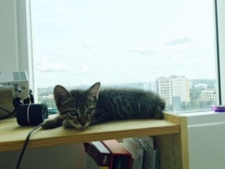 Gari - Bengal Cat