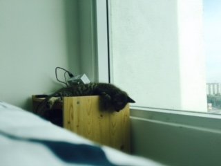 Gari - Bengal Cat