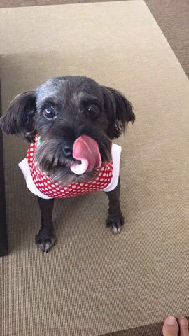 Gigi - Schnauzer + Poodle Dog