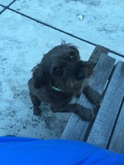 Gigi - Schnauzer + Poodle Dog