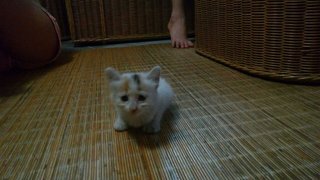 Cute Kitty - Calico Cat