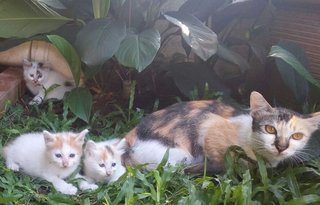 Cute Kitty - Calico Cat