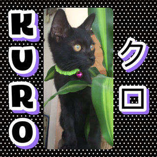 I am Kuro