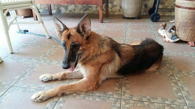 Sonia  - German Shepherd Dog Dog