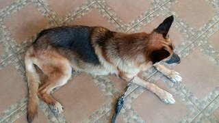 Sonia  - German Shepherd Dog Dog