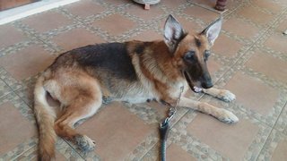 Sonia  - German Shepherd Dog Dog