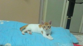 Oyen - Domestic Short Hair Cat