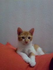 Oyen - Domestic Short Hair Cat