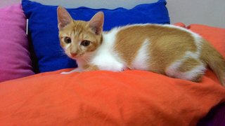 Oyen - Domestic Short Hair Cat