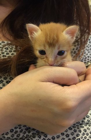 Cobey - Domestic Short Hair Cat