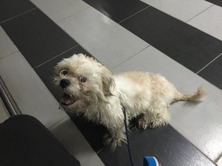 Prince - Shih Tzu Dog