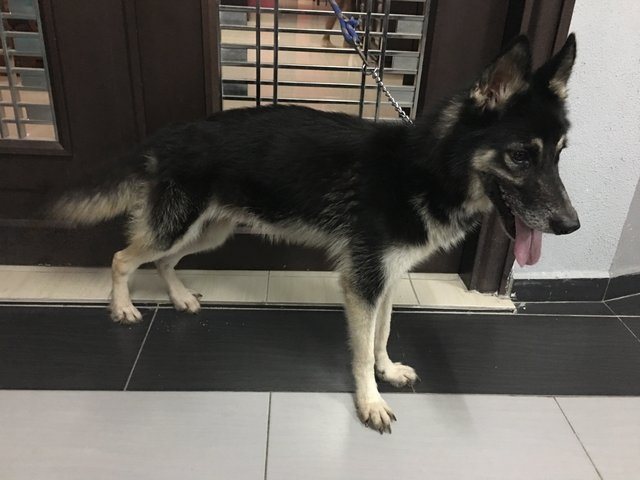 Prime - German Shepherd Dog + Siberian Husky Dog