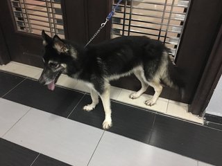 Prime - German Shepherd Dog + Siberian Husky Dog