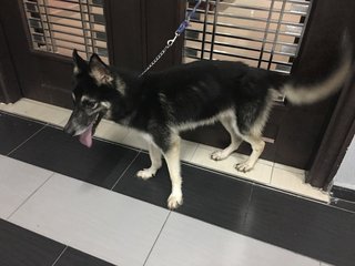 Prime - German Shepherd Dog + Siberian Husky Dog