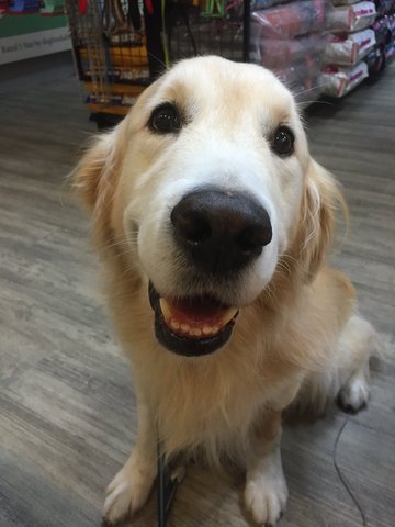 Happy - Golden Retriever Dog