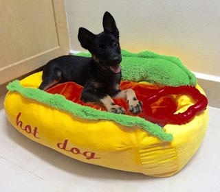 Hotdog-mary (Female,toilet Trained) - German Shepherd Dog Mix Dog