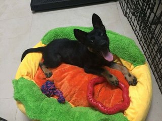 Hotdog-mary (Female,toilet Trained) - German Shepherd Dog Mix Dog