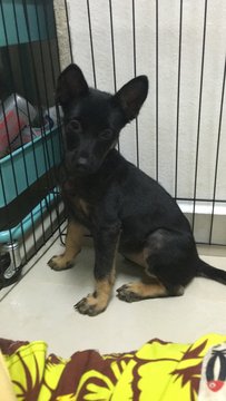 Hotdog-mary (Female,toilet Trained) - German Shepherd Dog Mix Dog