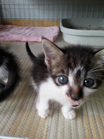 Tabby - Tabby + Siamese Cat