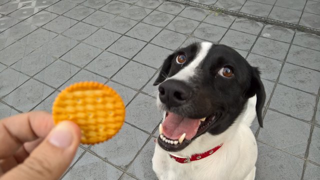 Oreo - Mixed Breed Dog