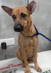 Brown Sugar (Female) - Mixed Breed Dog