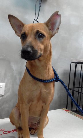 Brown Sugar (Female) - Mixed Breed Dog