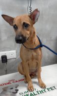 Brown Sugar (Female) - Mixed Breed Dog