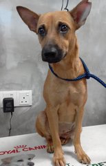 Brown Sugar (Female) - Mixed Breed Dog