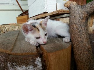 Trixie - Domestic Short Hair + Calico Cat