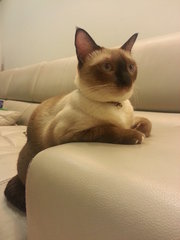 Chook Chook (Urgent Adoption) - Siamese Cat