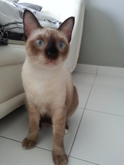 Chook Chook (Urgent Adoption) - Siamese Cat