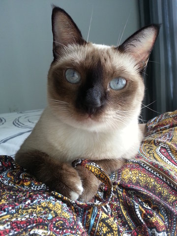 Chook Chook (Urgent Adoption) - Siamese Cat