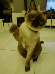 Chook Chook (Urgent Adoption) - Siamese Cat