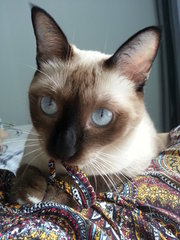 Chook Chook (Urgent Adoption) - Siamese Cat