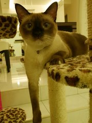 Chook Chook (Urgent Adoption) - Siamese Cat