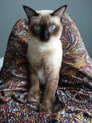 Chook Chook (Urgent Adoption) - Siamese Cat