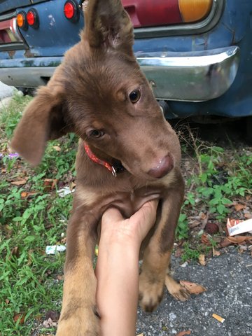 Chocolate  - Mixed Breed Dog