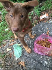 Chocolate  - Mixed Breed Dog