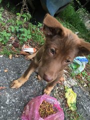 Chocolate  - Mixed Breed Dog