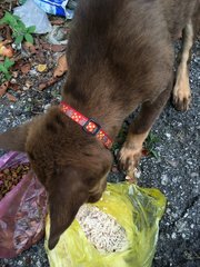 Chocolate  - Mixed Breed Dog