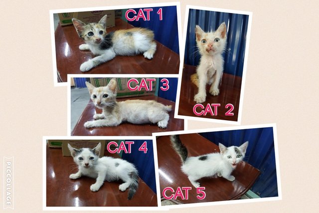 5 Kittens For Adoption - Domestic Short Hair Cat