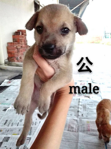 2puppies In Seri Kembangan - Mixed Breed Dog