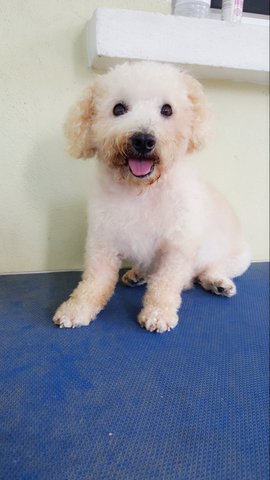 Chesney - Poodle Dog