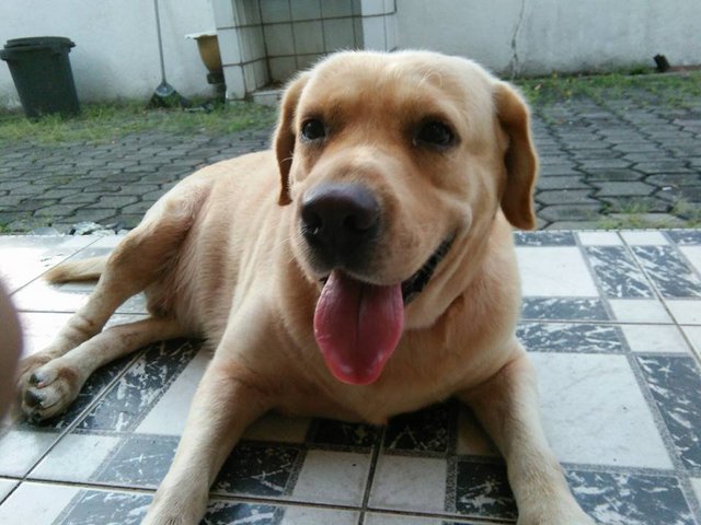 Veera - Labrador Retriever Dog