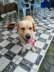 Veera - Labrador Retriever Dog