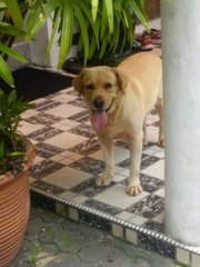 Veera - Labrador Retriever Dog