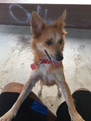 Hayley - Spitz Mix Dog