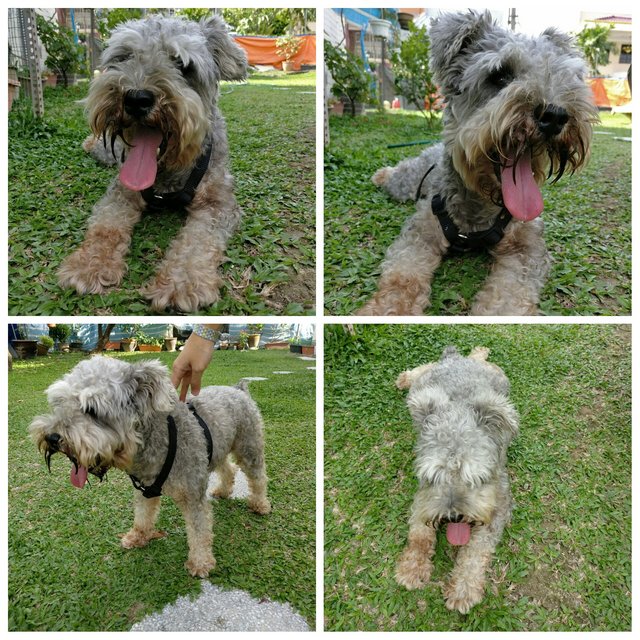 Schnauzer - Schnauzer Dog